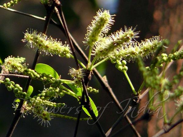 Madagascar Almond Tree